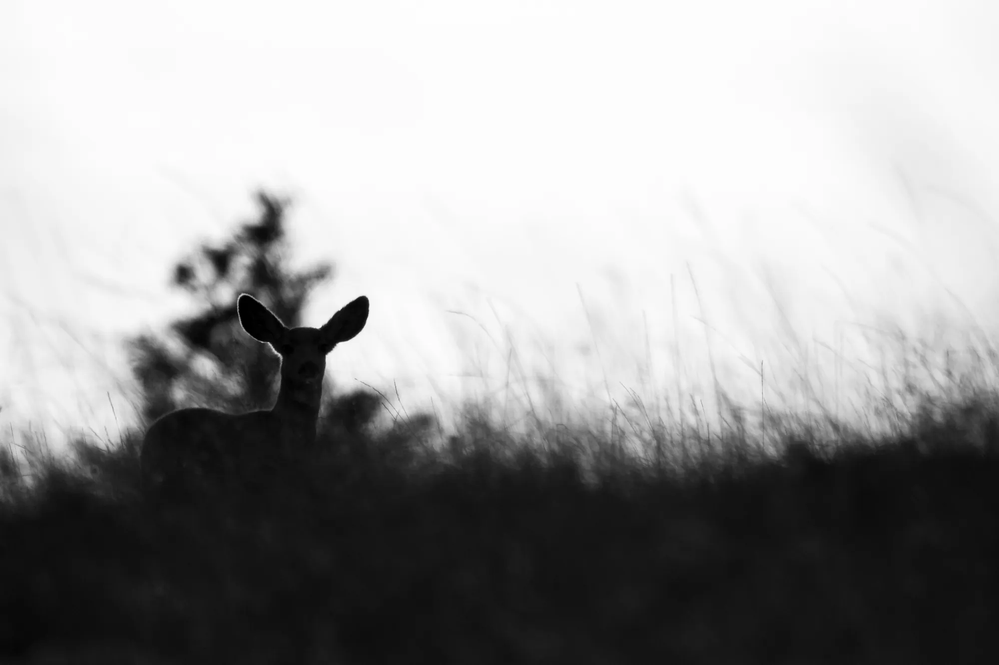 Mule deer, backlit ear, South Dakota. 2019.